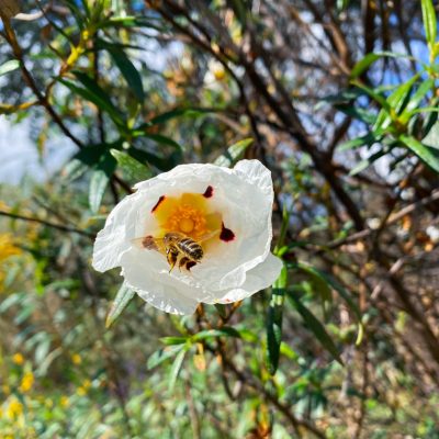 Flor1
