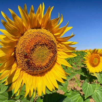 Girasol